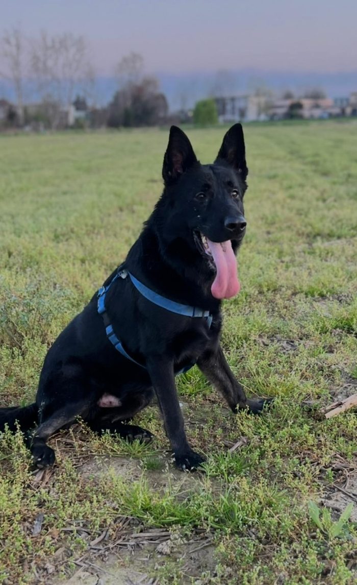 Sirius favoloso pastore tedesco nero con pedigree
