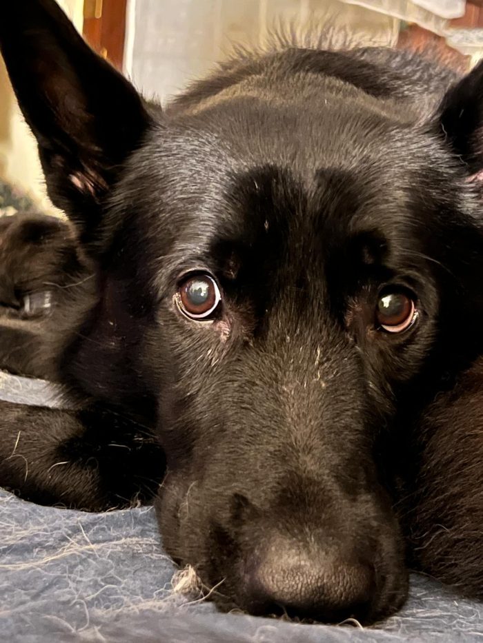 Sirius favoloso pastore tedesco nero con pedigree - media 4