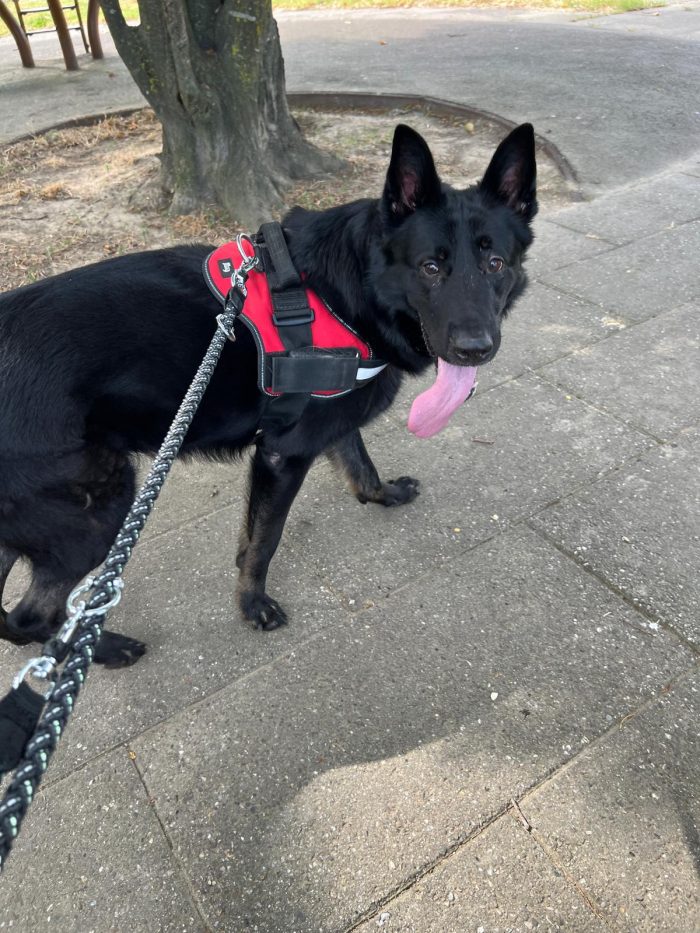Sirius favoloso pastore tedesco nero con pedigree