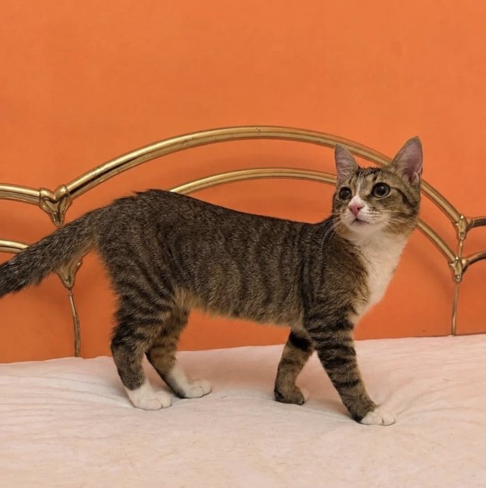 Bella dolcissima micina cerca casa