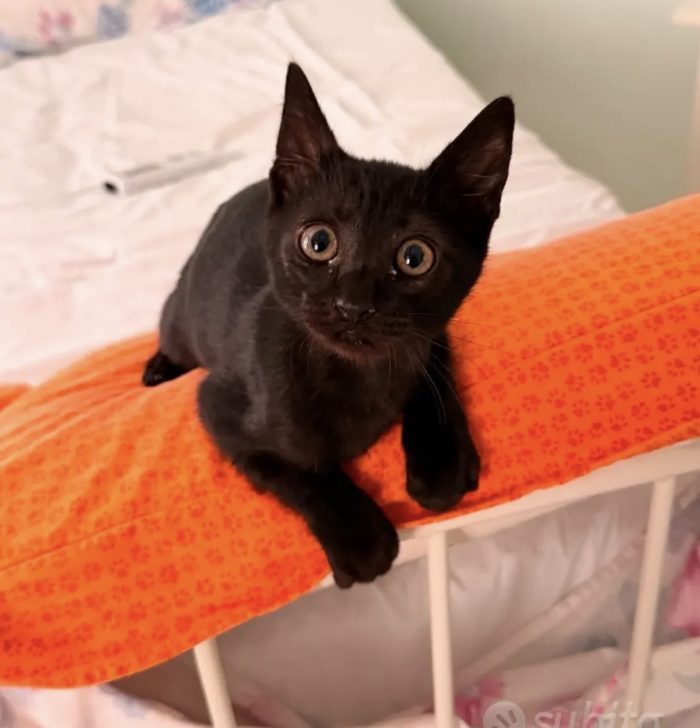 Zorro bellissimo micino nero