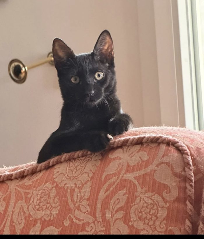 Zorro bellissimo micino nero