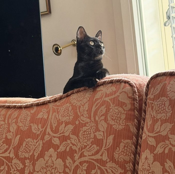 Zorro bellissimo micino nero