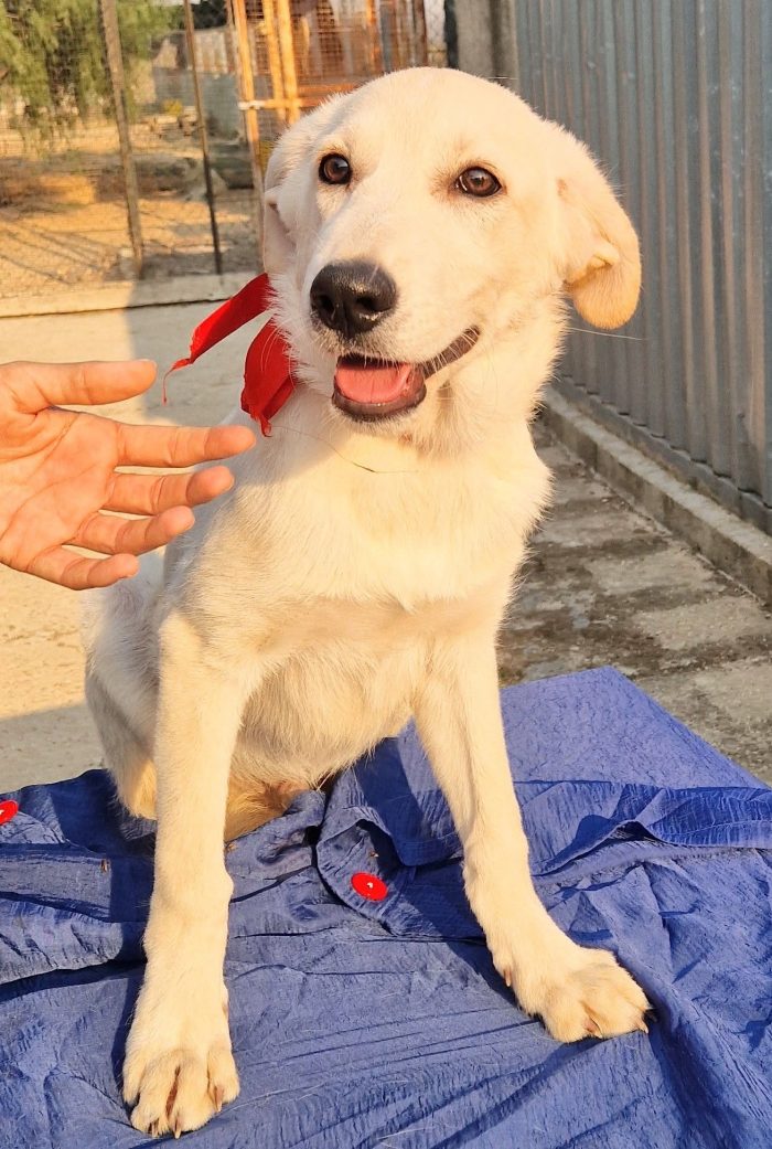 TEDDY,IN CANILE,ADOTTABILE IN TUTTA ITALIA!