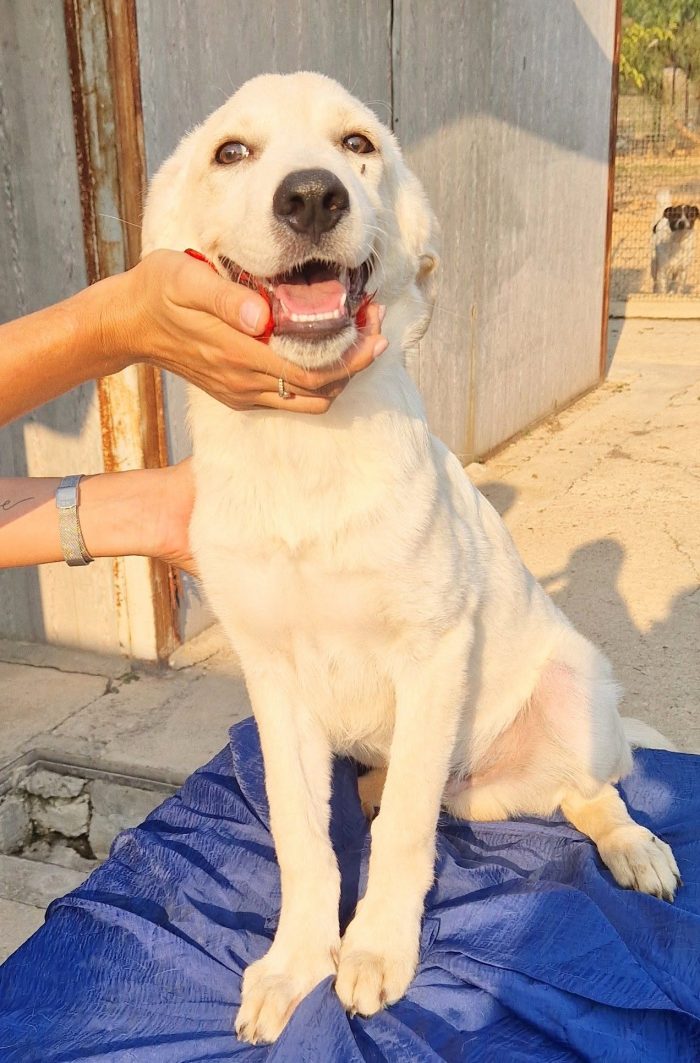 TEDDY,IN CANILE,ADOTTABILE IN TUTTA ITALIA! - media 4