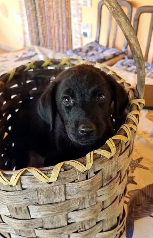 Suri meravigliosa dolce cucciola mix Labrador cerca casa