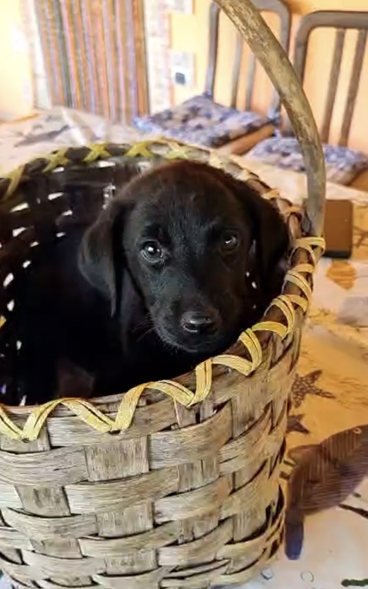 Suri meravigliosa dolce cucciola mix Labrador cerca casa