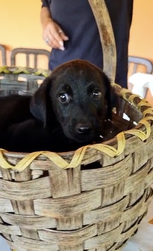 Suri meravigliosa dolce cucciola mix Labrador cerca casa - media 6