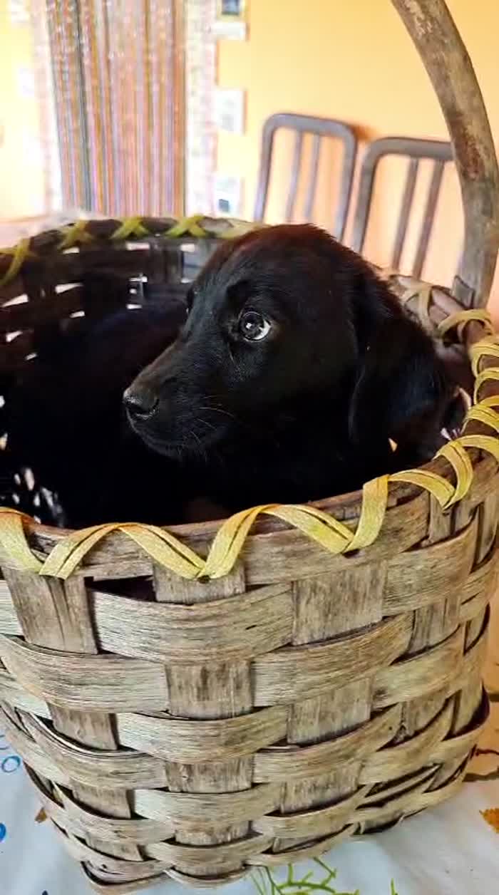 Suri meravigliosa dolce cucciola mix Labrador cerca casa - media 7