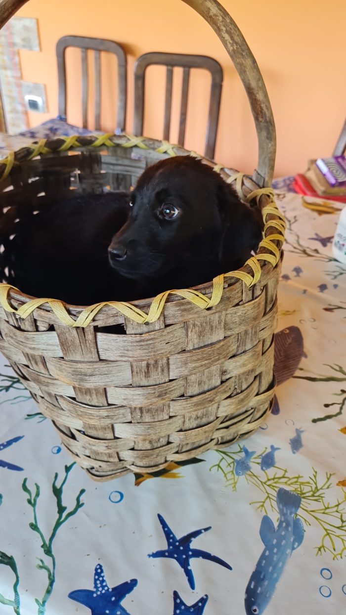 Suri meravigliosa dolce cucciola mix Labrador cerca casa - media 5
