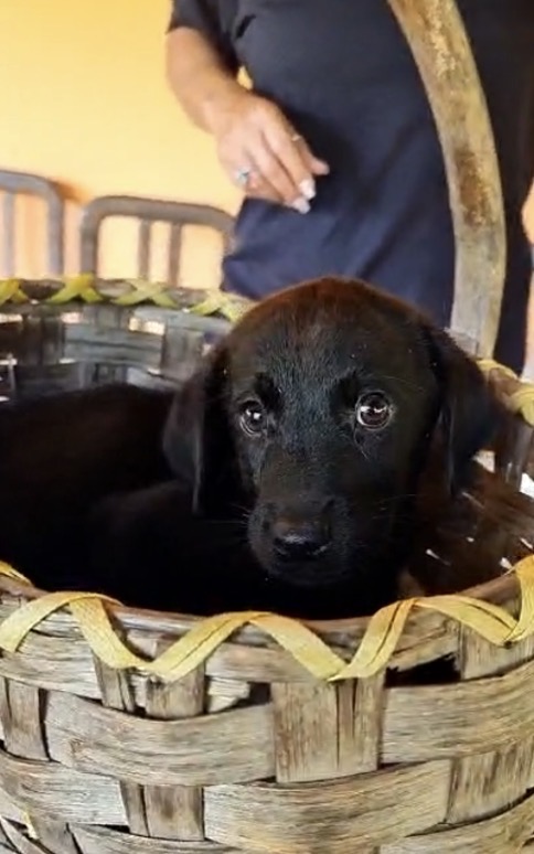 Suri meravigliosa dolce cucciola mix Labrador cerca casa