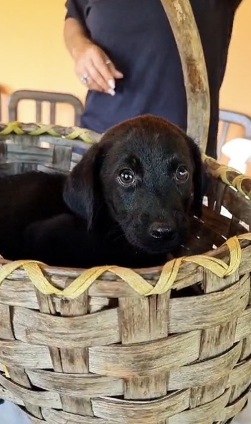 Suri meravigliosa dolce cucciola mix Labrador cerca casa - media 4