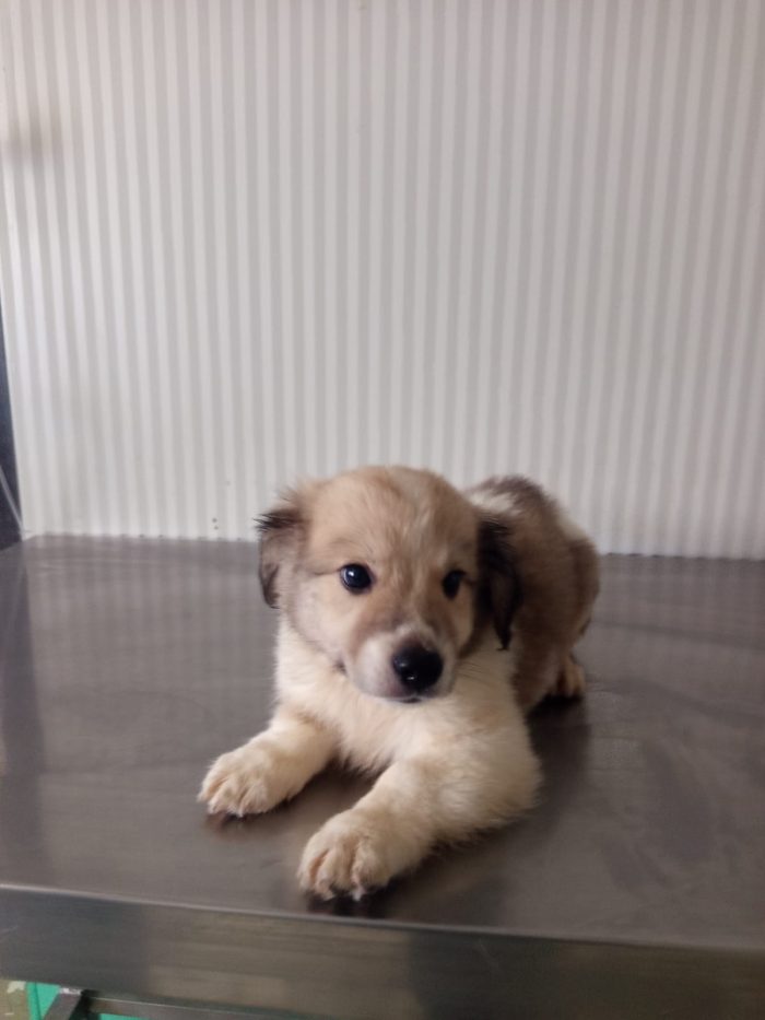 ORMY cucciolo taglia media contenuta