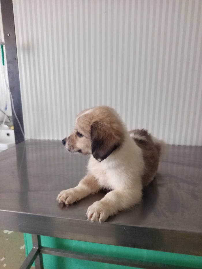 ORMY cucciolo taglia media contenuta