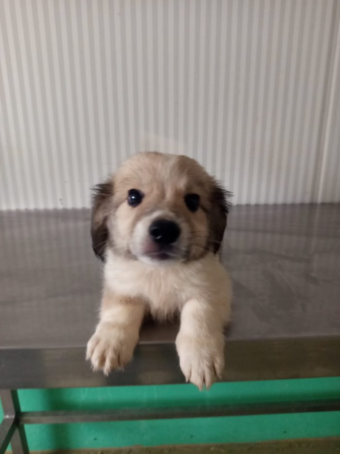 ORMY cucciolo taglia media contenuta