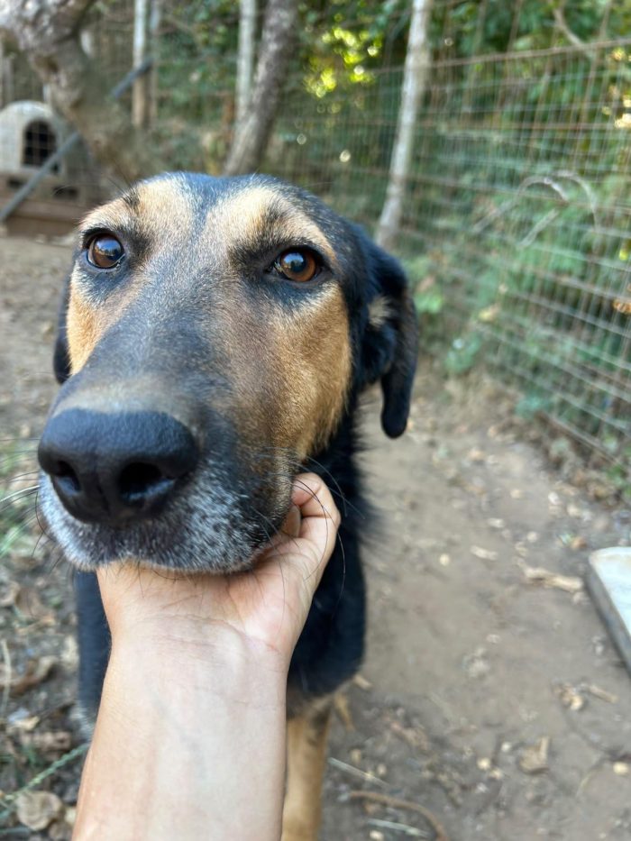 Lara splendida giovane simil pastore cerca casa - media 4