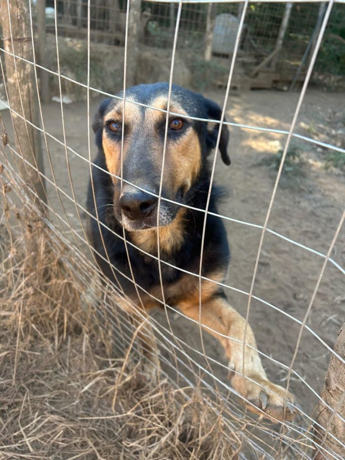 Lara splendida giovane simil pastore cerca casa