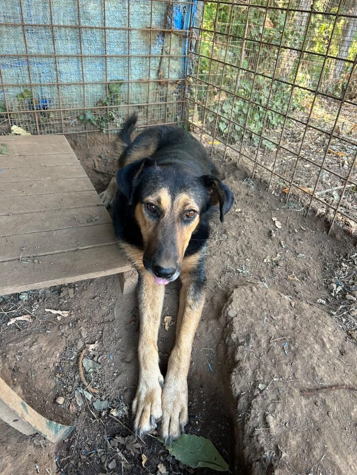Lara splendida giovane simil pastore cerca casa