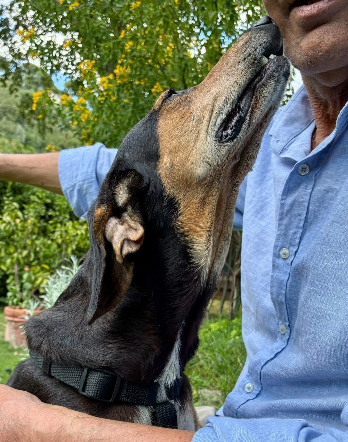 Chicca, dolce segugia cerca casa