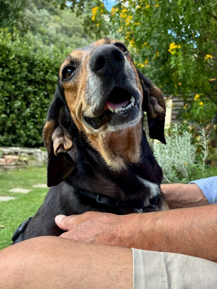 Chicca, dolce segugia cerca casa
