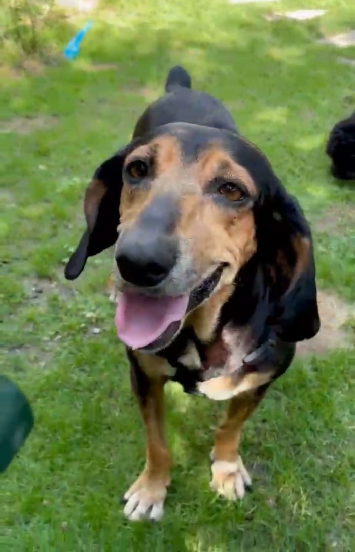 Chicca, dolce segugia cerca casa
