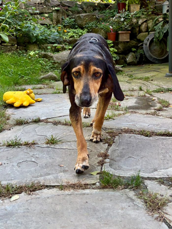 CHICCA, DOLCE SEGUGIA CERCA CASA - media 4