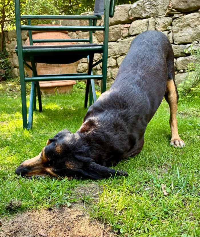 CHICCA, DOLCE SEGUGIA CERCA CASA