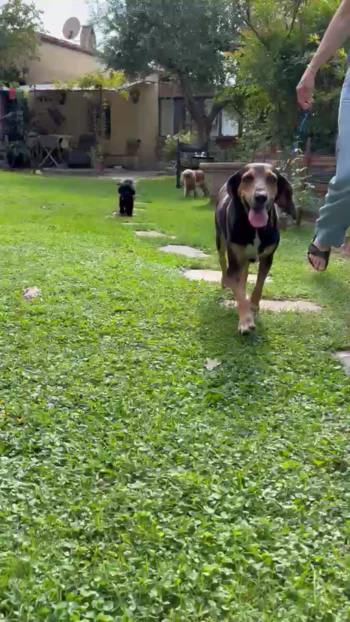 CHICCA, DOLCE SEGUGIA CERCA CASA - media 6