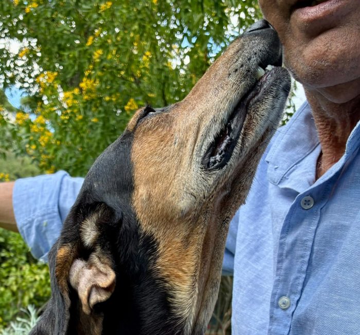 CHICCA, DOLCE SEGUGIA CERCA CASA - media 7