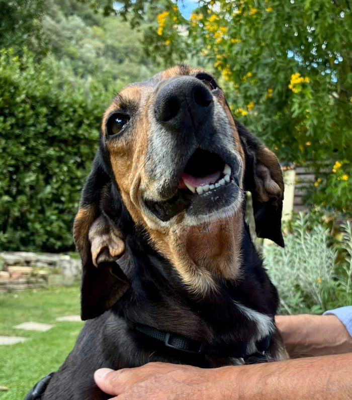 CHICCA, DOLCE SEGUGIA CERCA CASA