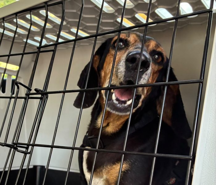 CHICCA, DOLCE SEGUGIA CERCA CASA - media 8