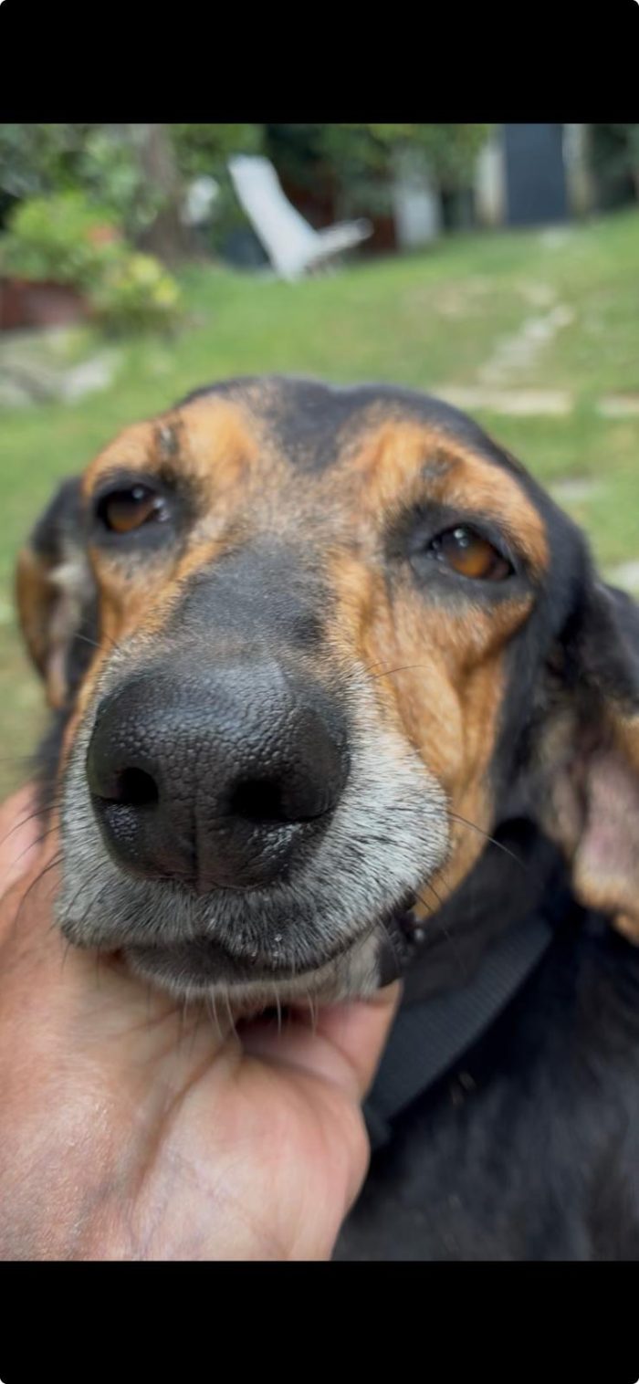 CHICCA, DOLCE SEGUGIA CERCA CASA