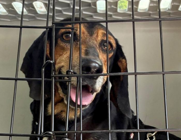CHICCA, DOLCE SEGUGIA CERCA CASA