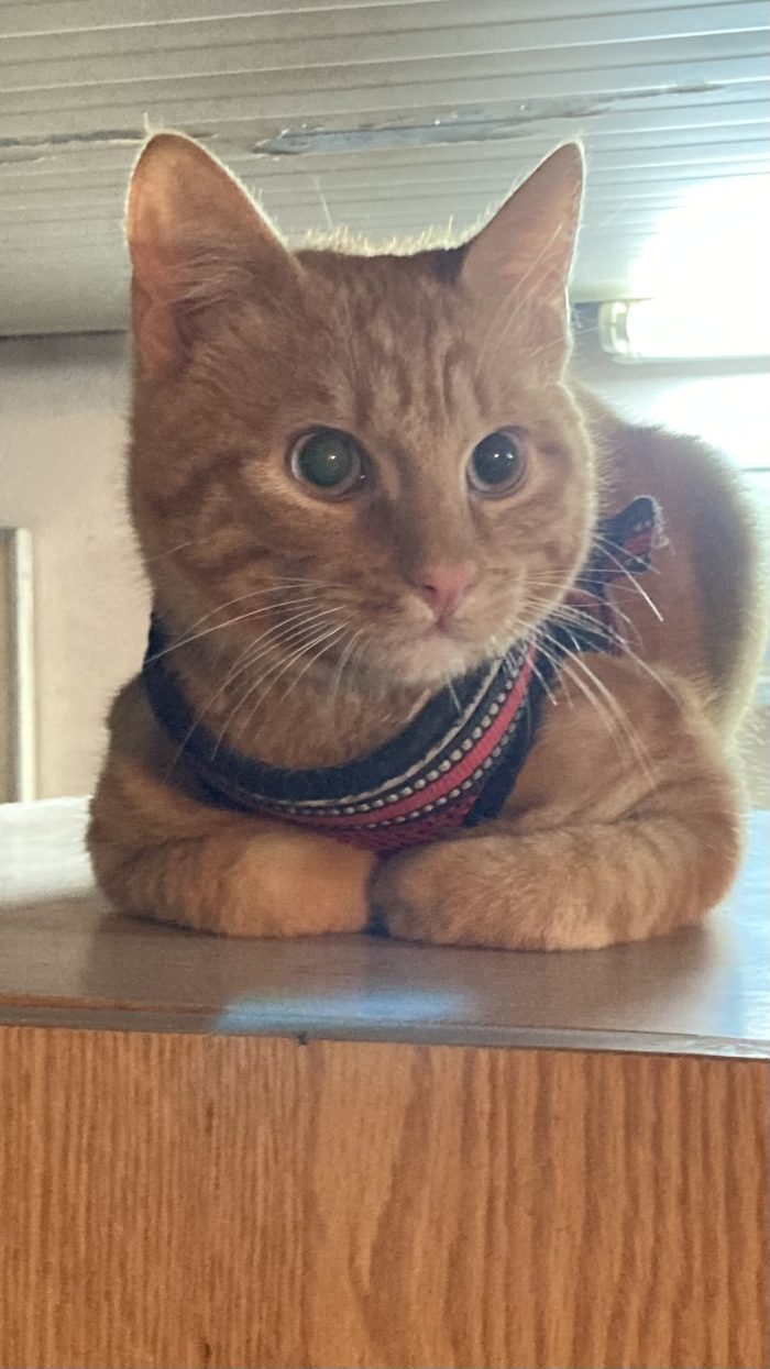 Cedo gatti solo insieme