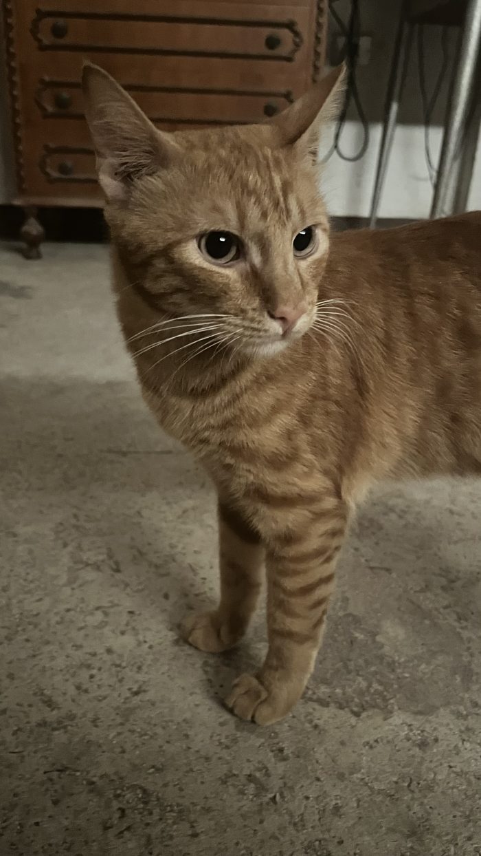 Cedo gatti solo insieme
