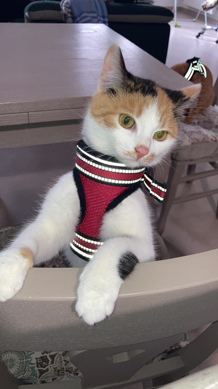 Cedo gatti solo insieme