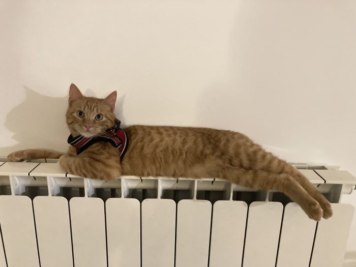 Cedo gatti solo insieme - media 4