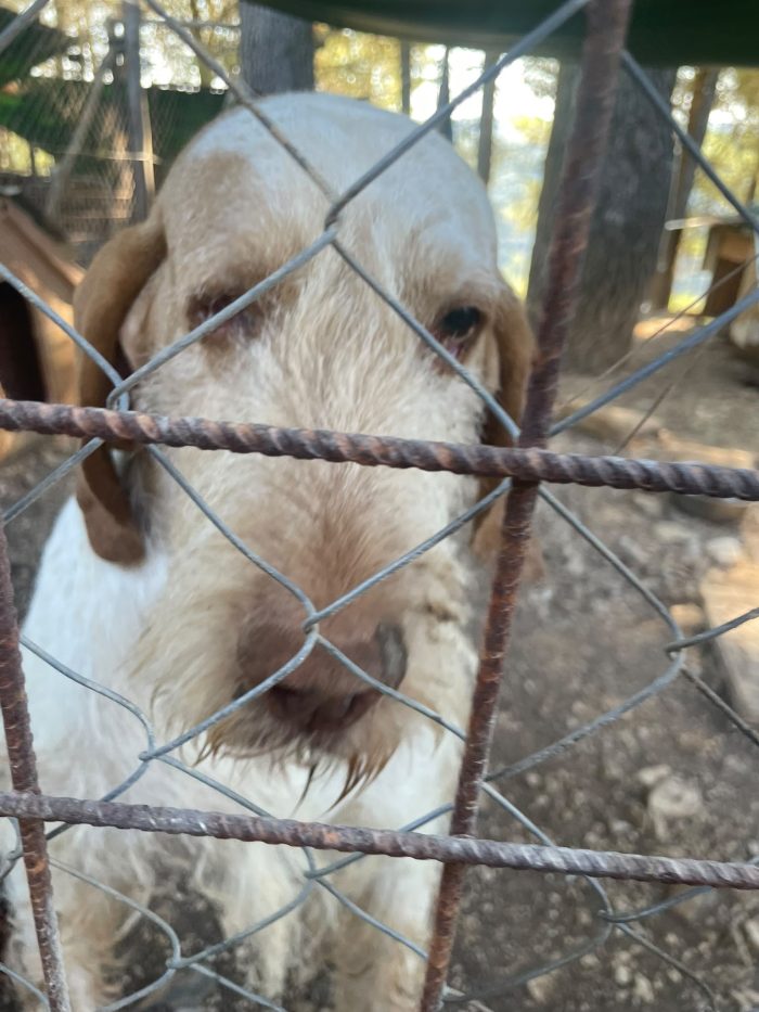 Zeus Spinone Italiano cerca casa