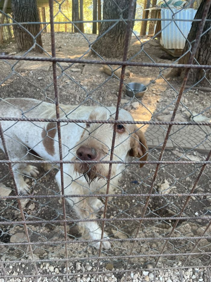 Zeus Spinone Italiano cerca casa
