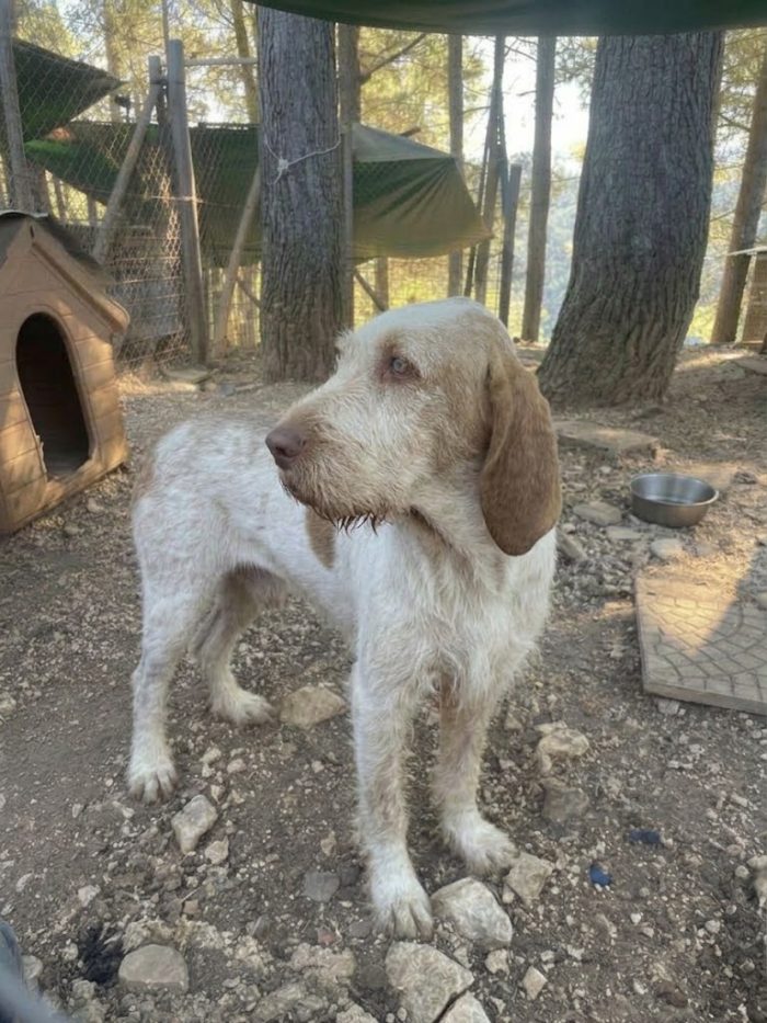 Zeus Spinone Italiano cerca casa