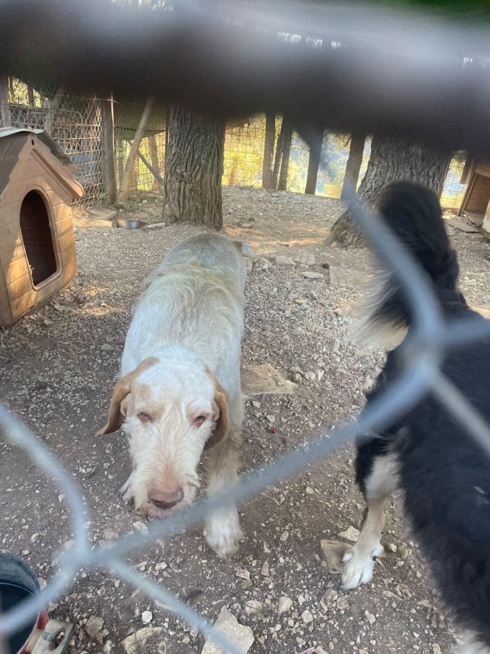 Zeus Spinone Italiano cerca casa - media 4