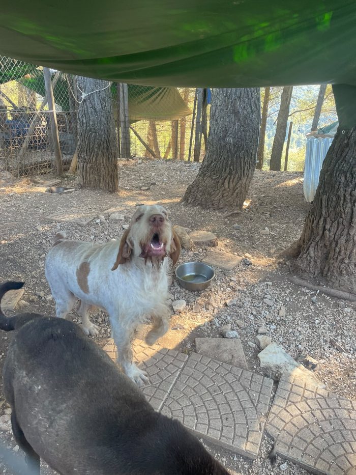 Zeus Spinone Italiano cerca casa - media 5