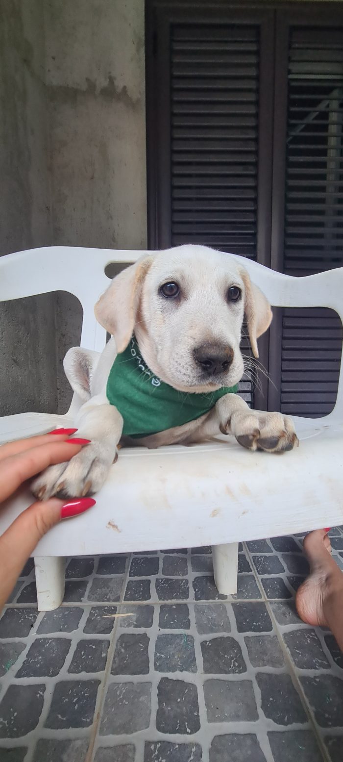 Seta cucciola simil labrador cerca casa