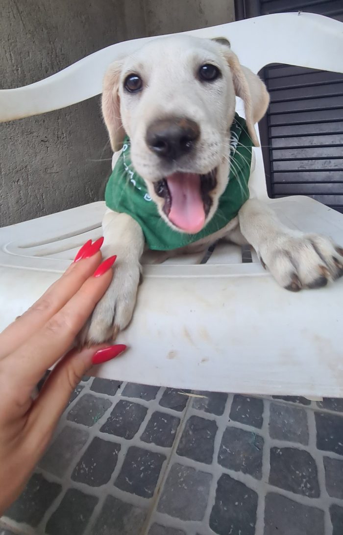 Seta cucciola simil labrador cerca casa