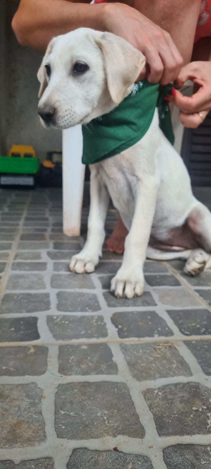 Seta cucciola simil labrador cerca casa - media 4