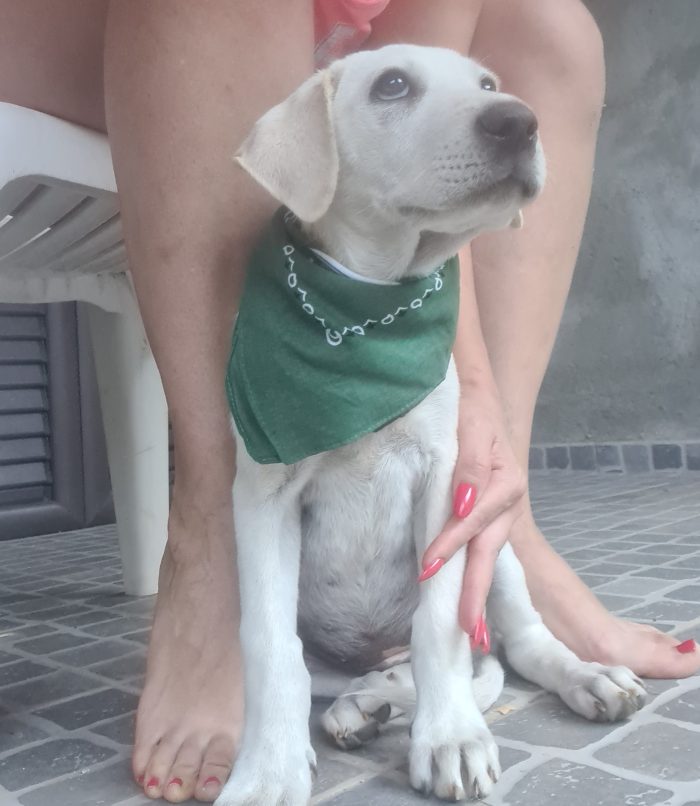 Seta cucciola simil labrador cerca casa