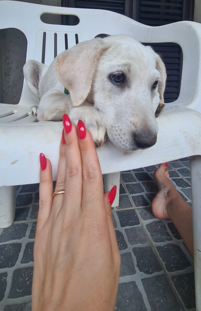 Seta cucciola simil labrador cerca casa - media 5
