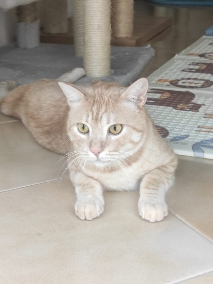 Orange, dolcissimo gattino paralizzato cerca adozione del cuore - media 5