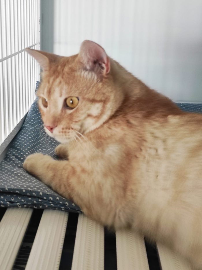 Orange, dolcissimo gattino paralizzato cerca adozione del cuore - media 9