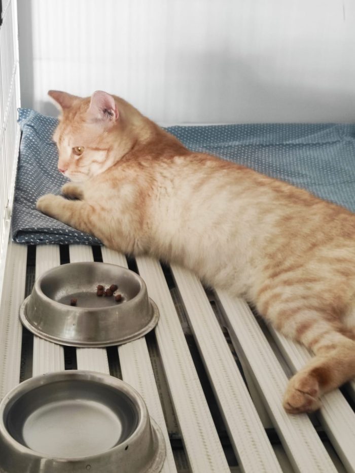 Orange, dolcissimo gattino paralizzato cerca adozione del cuore - media 7
